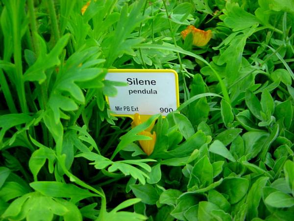 nodding catchly,dropping catchfly,nickendes leimkraut,sommarglim, سیلن جزیره گرت,